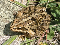 Rana macrocnemis