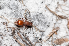 Dasymutilla arenerronea