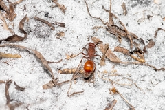 Dasymutilla arenerronea