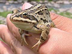 Rana macrocnemis