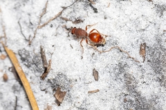 Dasymutilla arenerronea