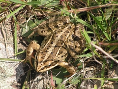 Rana macrocnemis