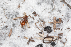 Dasymutilla arenerronea