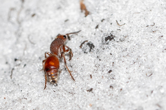 Dasymutilla arenerronea