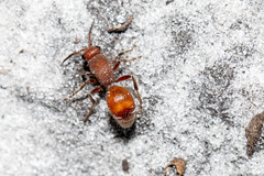 Dasymutilla arenerronea