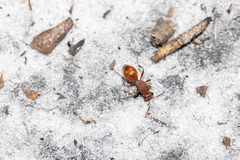 Dasymutilla arenerronea