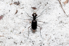 Cicindela scabrosa