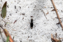 Cicindela scabrosa