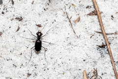 Cicindela scabrosa