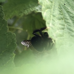 Bombus bimaculatus