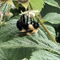 Bombus bimaculatus