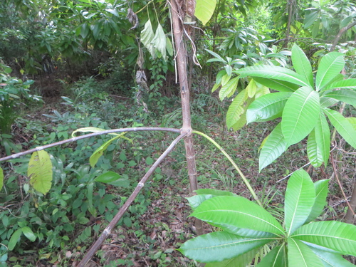 Image of Alstonia macrophylla by (c) Ben Machado, some rights reserved (CC BY)