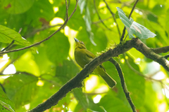 Chlorothraupis carmioli