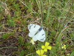 Euchloe ausonia