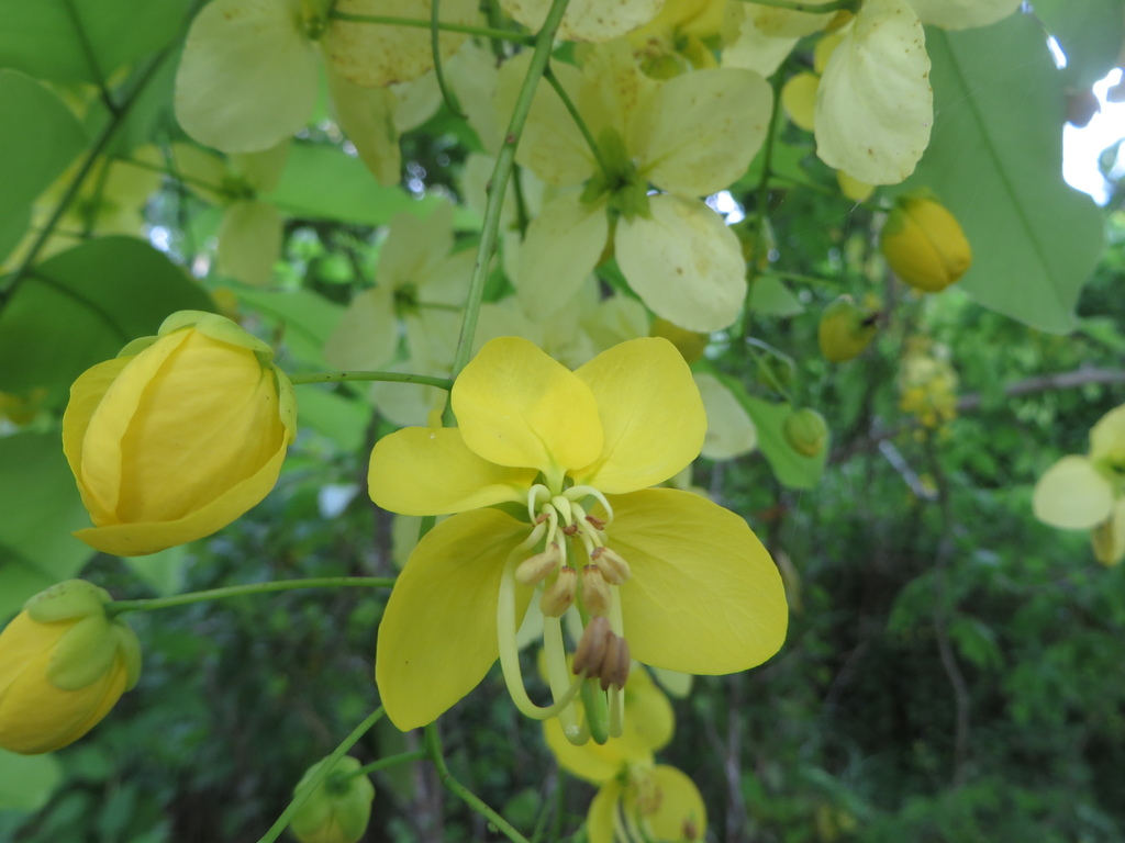 Cassia fistula, Hammocks, Coral Gables, FL 33156, USA