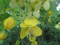Röhren-Kassie (Cassia fistula): Herkunft und Verwendung — Foto 3