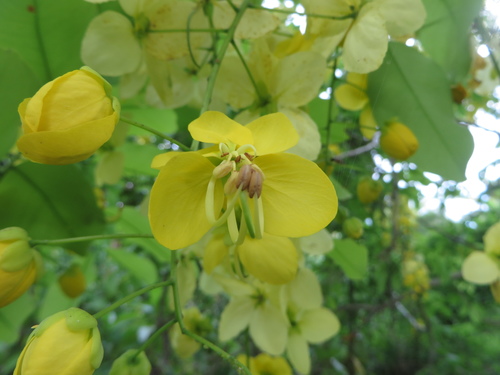 Cassia fistula