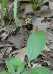 Bombus griseocollis