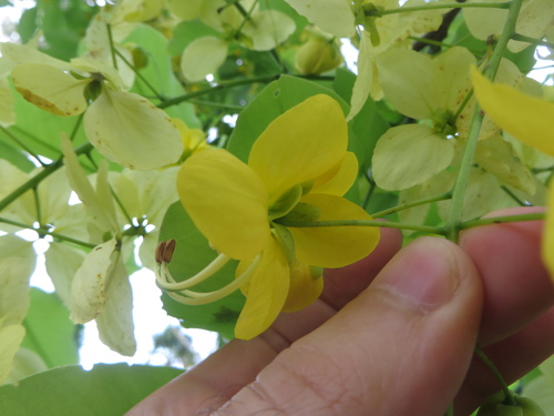 Cassia fistula