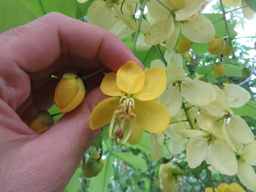 Cassia fistula