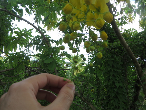 Cassia fistula