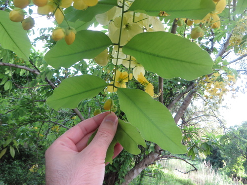 Cassia fistula