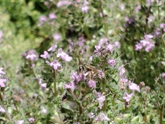 Seladonia