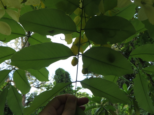 Cassia fistula