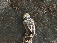 Pseudoficimia frontalis