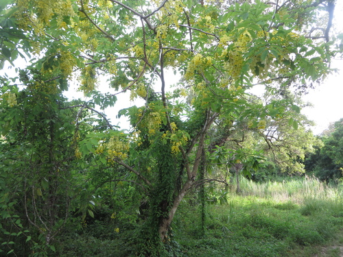Cassia fistula