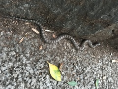 Pseudoficimia frontalis