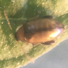 Psylliodes affinis