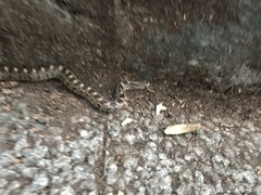 Pseudoficimia frontalis