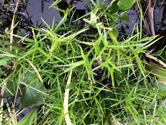 Dulichium arundinaceum