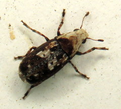 Euparius