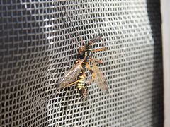 Ctenophora flaveolata