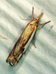 Crambus