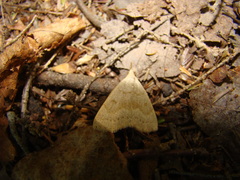 Chytolita morbidalis