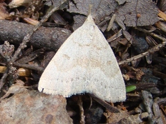 Chytolita morbidalis