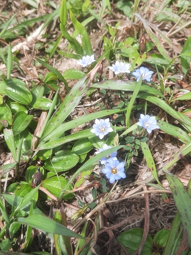 Gentiana loureiroi