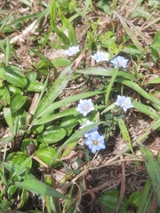 Gentiana loureiroi