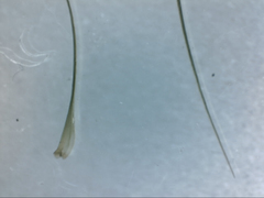 Dicranoloma menziesii