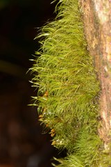 Dicranoloma menziesii