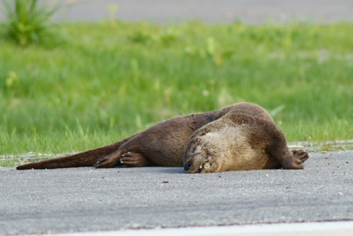 North American River Otter photographed in Illinois