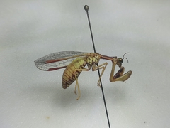 Mantispa aphavexelte