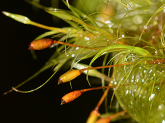Dicranoloma menziesii