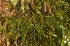 Dicranoloma menziesii