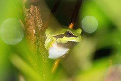 Hyla andersonii