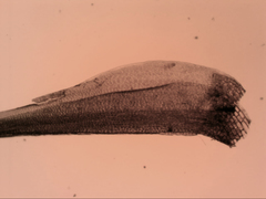 Dicranoloma menziesii