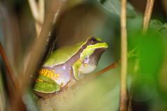 Hyla andersonii